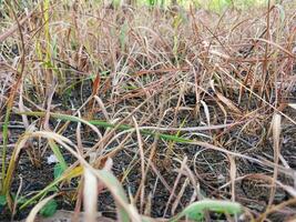 Dry reeds or Imperata cylindrica . Dry reeds in the garden. photo