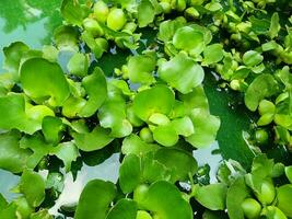 Water hyacinth with pond background. Water hyacinth in pond water. photo