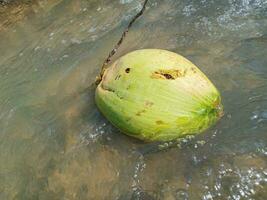 Young coconuts are green with refreshing fruit juice. Fresh young coconut. photo