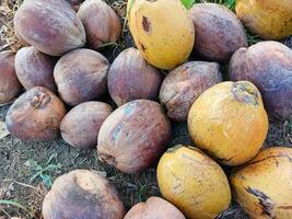 Collection of old coconuts on a rice field background. Old coconut ready for production. photo