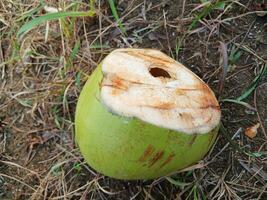 Young coconut juice in the garden, with dry grass background. Young coconut in the garden. photo