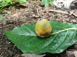 Coconuts early stage of growth fall. photo