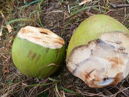 Young coconut juice in the garden, with dry grass background. Young coconut in the garden. photo
