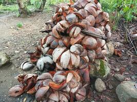 Pile of coconut shells or fibers in the garden with a natural setting. Old coconut skin, coconut fiber. photo