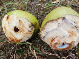 Young coconut juice in the garden, with dry grass background. Young coconut in the garden. photo