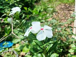 el tapak Dara flor, cuales tiene el científico nombre catharanthus rosa, vive en tropical áreas foto