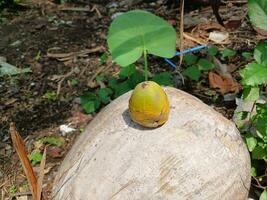 Coconuts early stage of growth fall. photo