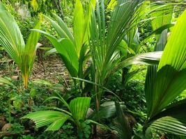 joven Coco hojas de tropical verde árbol, resumen natural antecedentes. foto