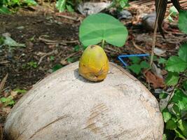 Coconuts early stage of growth fall. photo