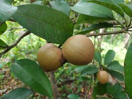 Fresh sapodilla fruit on a tree on a green background. photo