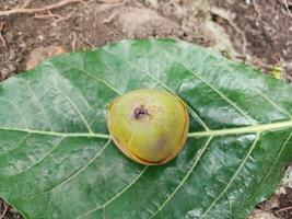 Coconuts early stage of growth fall. photo