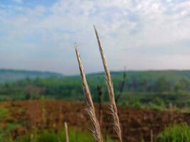 The view of the plantations is green and beautiful, there are blue clouds. See the view of the hills with blue clouds. photo