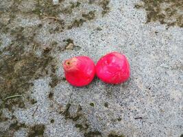 Red Rose Apples Java apple or Water apple, Thailand photo