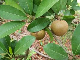 Fresh sapodilla fruit on a tree on a green background. photo