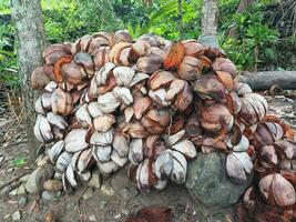 Pile of coconut shells or fibers in the garden with a natural setting. Old coconut skin, coconut fiber. photo