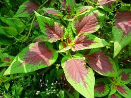 Tricolor Perilla's light green foliage quickly turns dark burgundy. photo