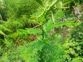 Thorny tree with green leaves background. Thorny trees are taken from nature. photo