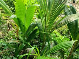 Young coconut leaves of tropical green tree, abstract natural background. photo