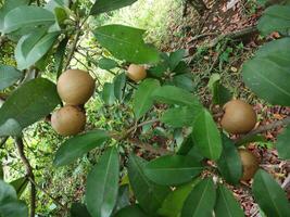 Fresh sapodilla fruit on a tree on a green background. photo