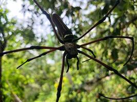 grande negro araña capturado a cerca rango. foto