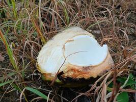 Young coconut juice in the garden, with dry grass background. Young coconut in the garden. photo