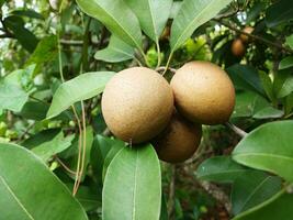 Fresh sapodilla fruit on a tree on a green background. photo