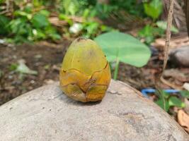 Coconuts early stage of growth fall. photo