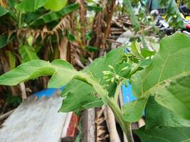 Solanum torvum flower green vegetable name blooming in the garden with nature background, raw food plant. photo