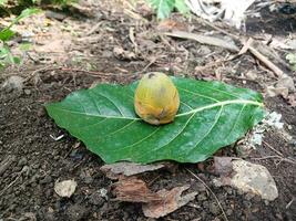 Coconuts early stage of growth fall. photo