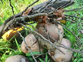 Old brown coconut on garden grass background. Old coconut functions as a soil strengthening stone. photo