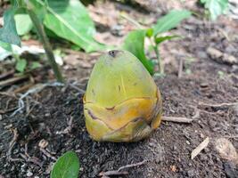 Coconuts early stage of growth fall. photo