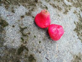 rojo Rosa manzanas Java manzana o agua manzanas, Tailandia foto