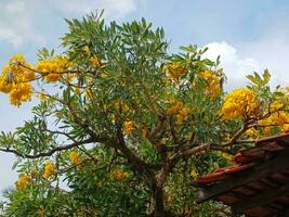 Yellow tabebuya or Handroanthus chrysotrichus, this plant is often mistaken for a cherry blossom plant. photo