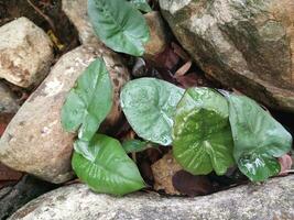 Elephant ear leaves or Alocasia odora taken at close range, with a natural stone background. Alocasia odora beautiful plant from leaves. photo