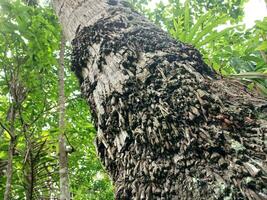 Coconut tree roots appear to the ground because the tree is old. photo