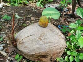 Coconuts early stage of growth fall. photo