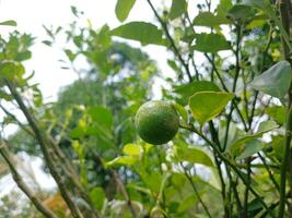 Kaffir lime in the garden as a kitchen spice. photo