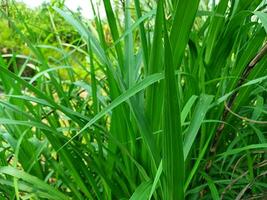 carex péndula es un especies de como hierba planta pertenencia a el cyperaceae familia foto