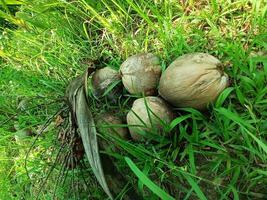 Old brown coconut on garden grass background. Old coconut functions as a soil strengthening stone. photo