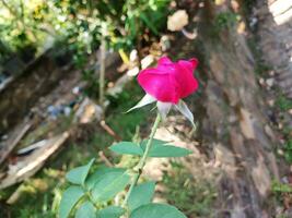 The Chinese rose has the scientific name Rosa chinensis. This flower has the ability to bloom at any time of the year. photo