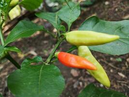 view of many Tabasco pepper Capsicum frutescens or Chilli peppers on tree branches with green leaves nature background. photo