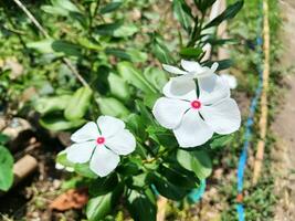 The Tapak Dara flower, which has the scientific name Catharanthus Roseus, lives in tropical areas. photo