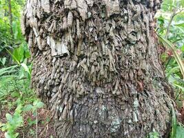 Coconut tree roots appear to the ground because the tree is old. photo