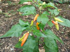 view of many Tabasco pepper Capsicum frutescens or Chilli peppers on tree branches with green leaves nature background. photo