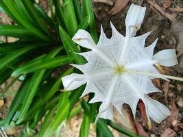 hermosa macro ver de himenocallis coronaria flor en natural antecedentes. el rocoso banco araña lirio es floreciente. foto