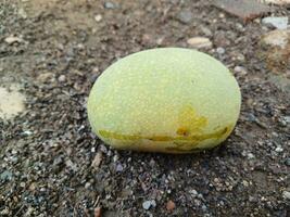 Fresh and beautiful mango fruit on land background. Mango fruit on land background. photo