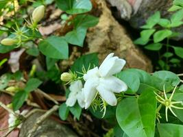 Beautiful white jasmine flower or Jasminum sambac with natural garden background. The flower with the scientific name Jasminum sambac. photo