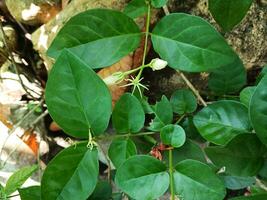 Beautiful white jasmine flower buds or Jasminum sambac in a natural garden background. The flower with the scientific name Jasminum sambac. photo