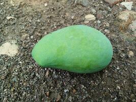 Fresh and beautiful mango fruit on land background. Mango fruit on land background. photo