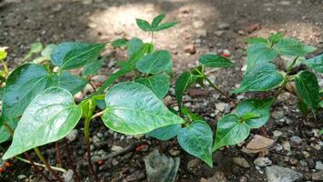 Peperomia pellucida growing in the home garden. photo